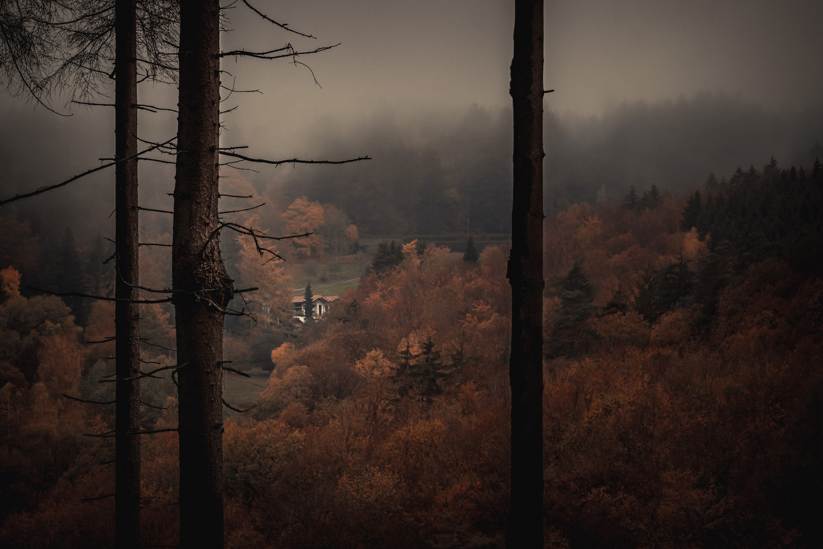 Herbstwald 