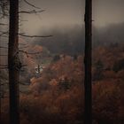 Herbstwald 