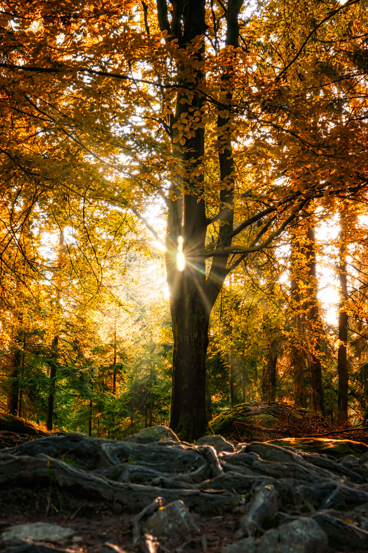 Herbstwald