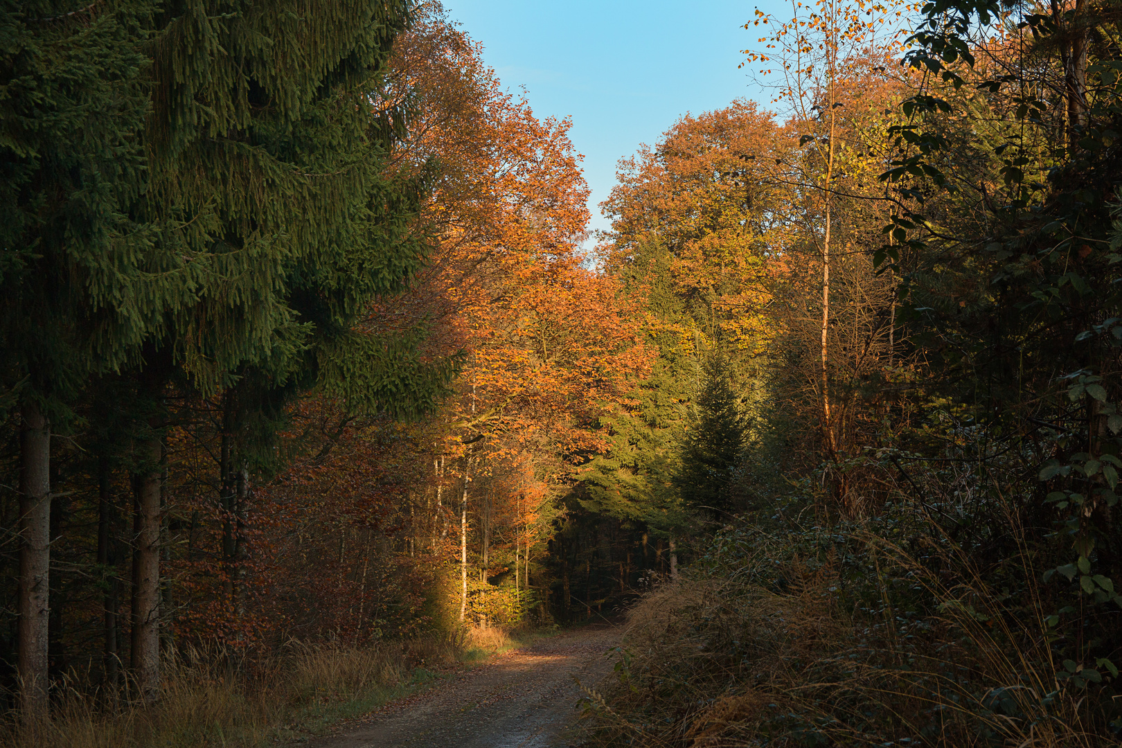 Herbstwald 