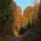 Herbstwald 