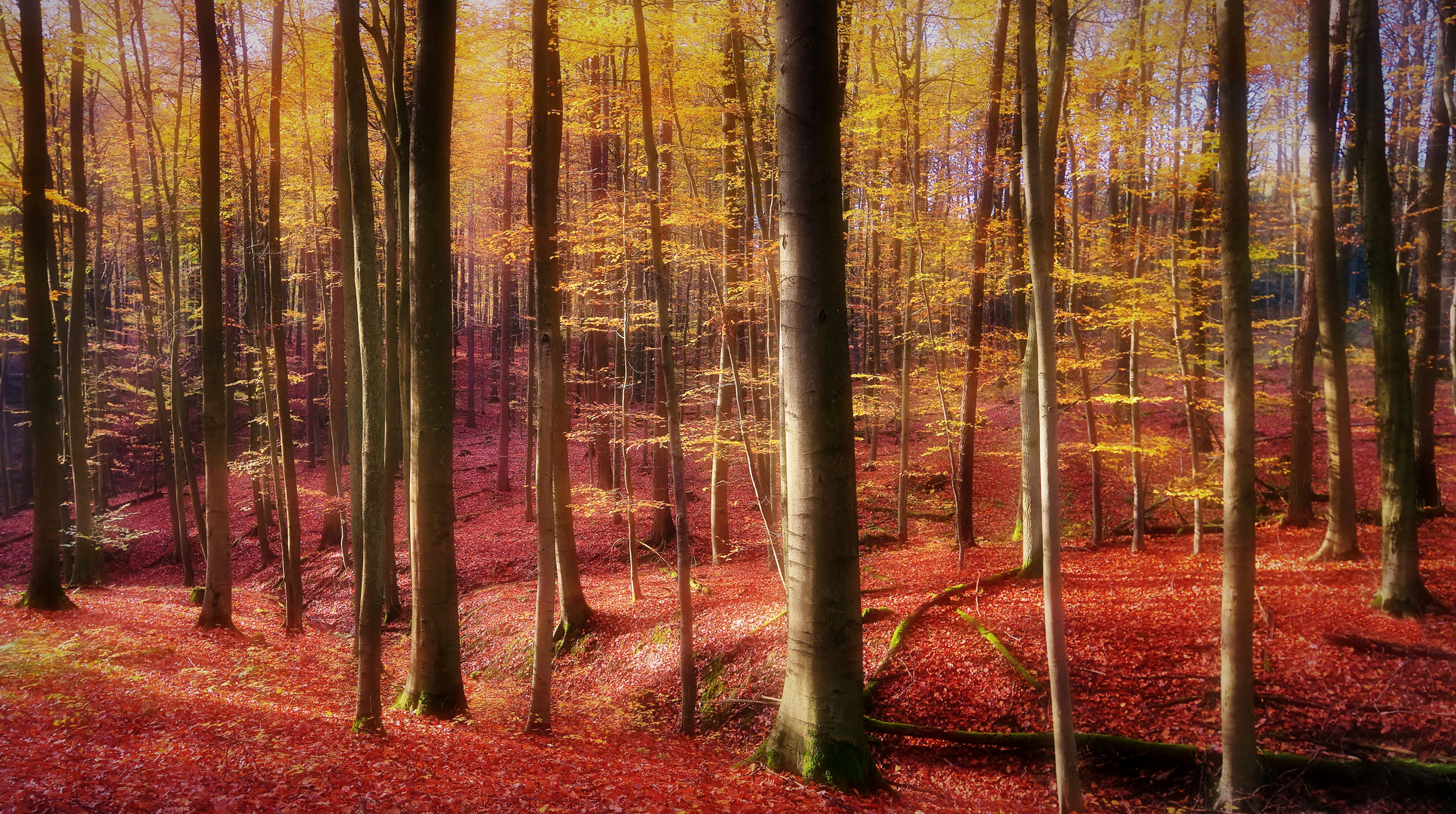 Herbstwald