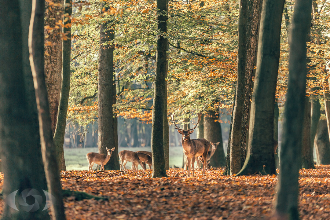 Herbstwald