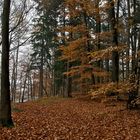 Herbstwald