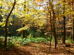 Herbstwald