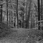 Herbstwald