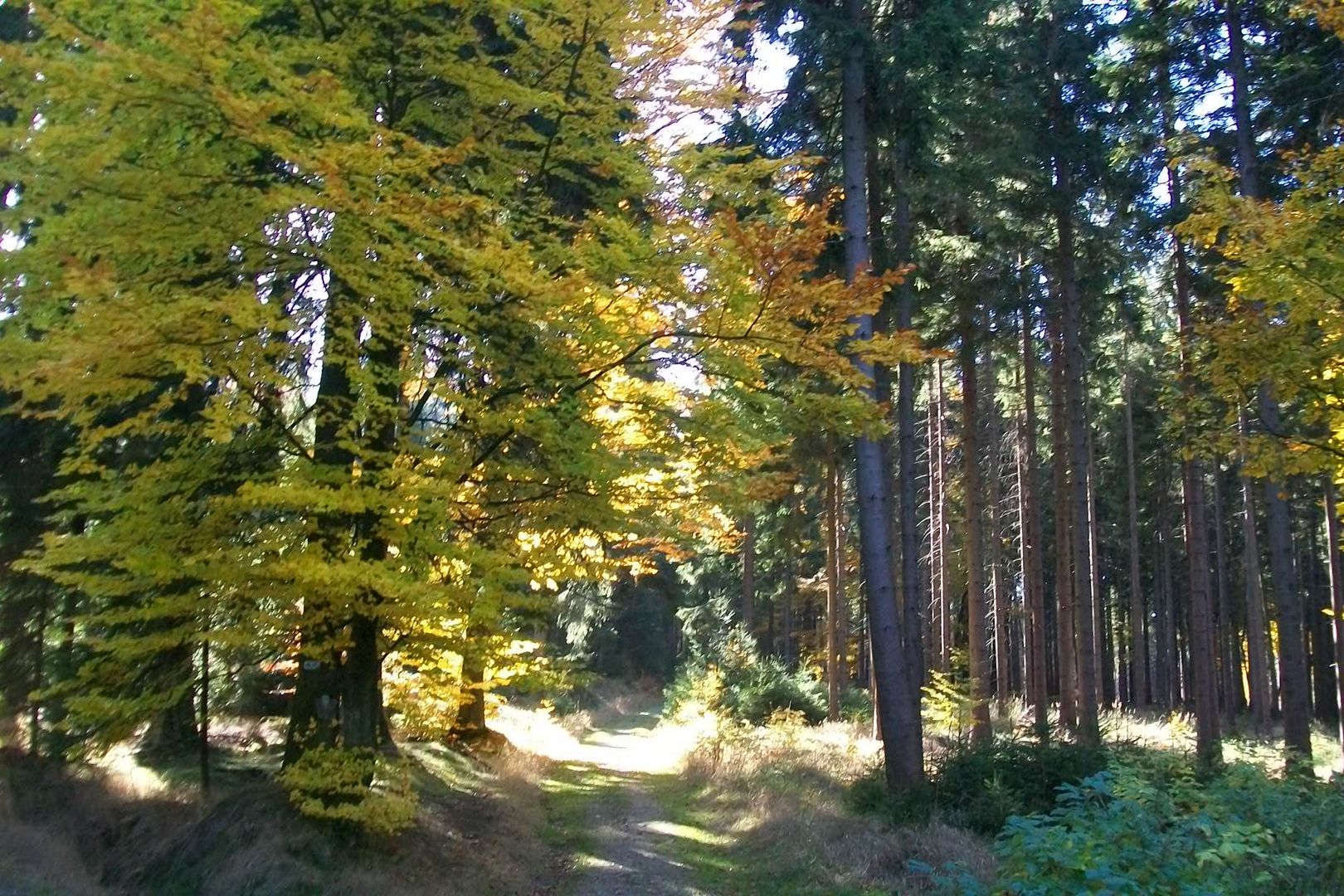 Herbstwald