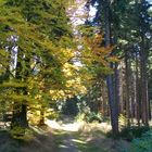 Herbstwald