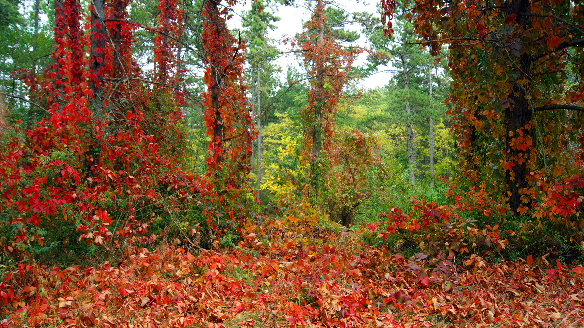 Herbstwald