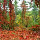 Herbstwald