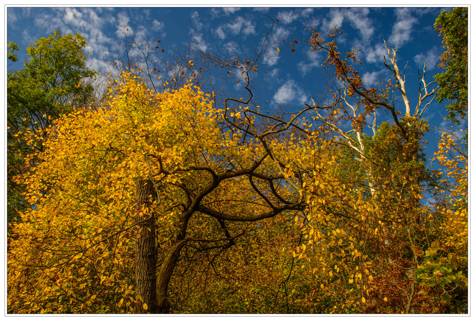 Herbstwald