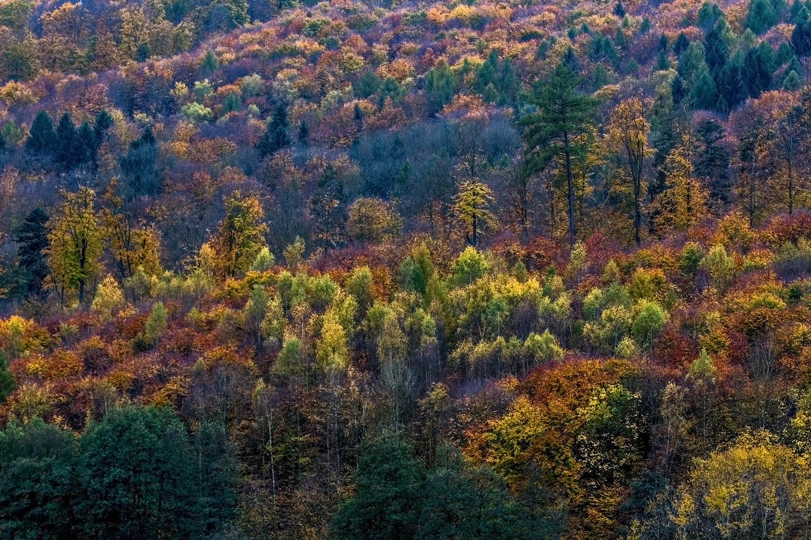 Herbstwald