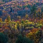 Herbstwald