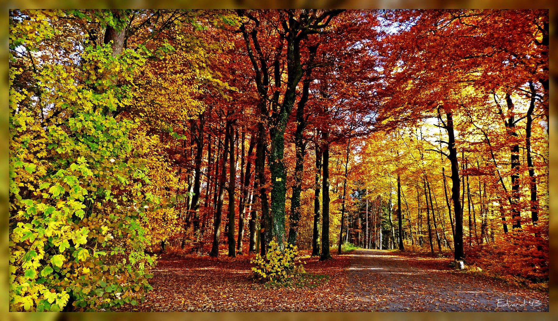 Herbstwald