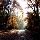 Herbstwald