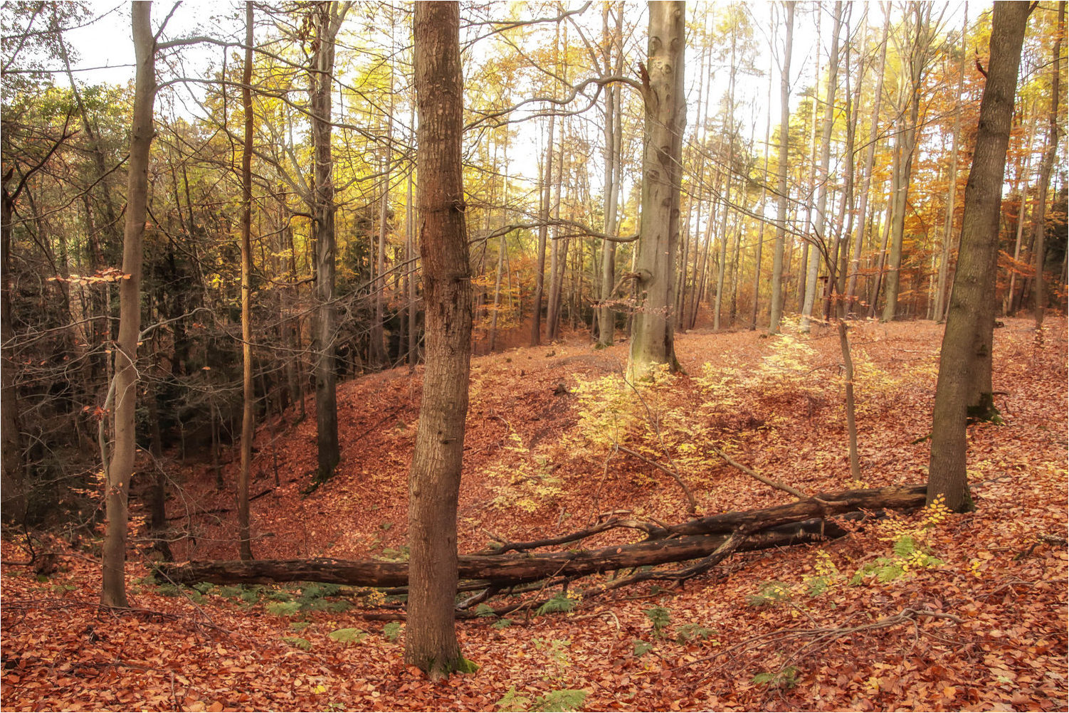 Herbstwald