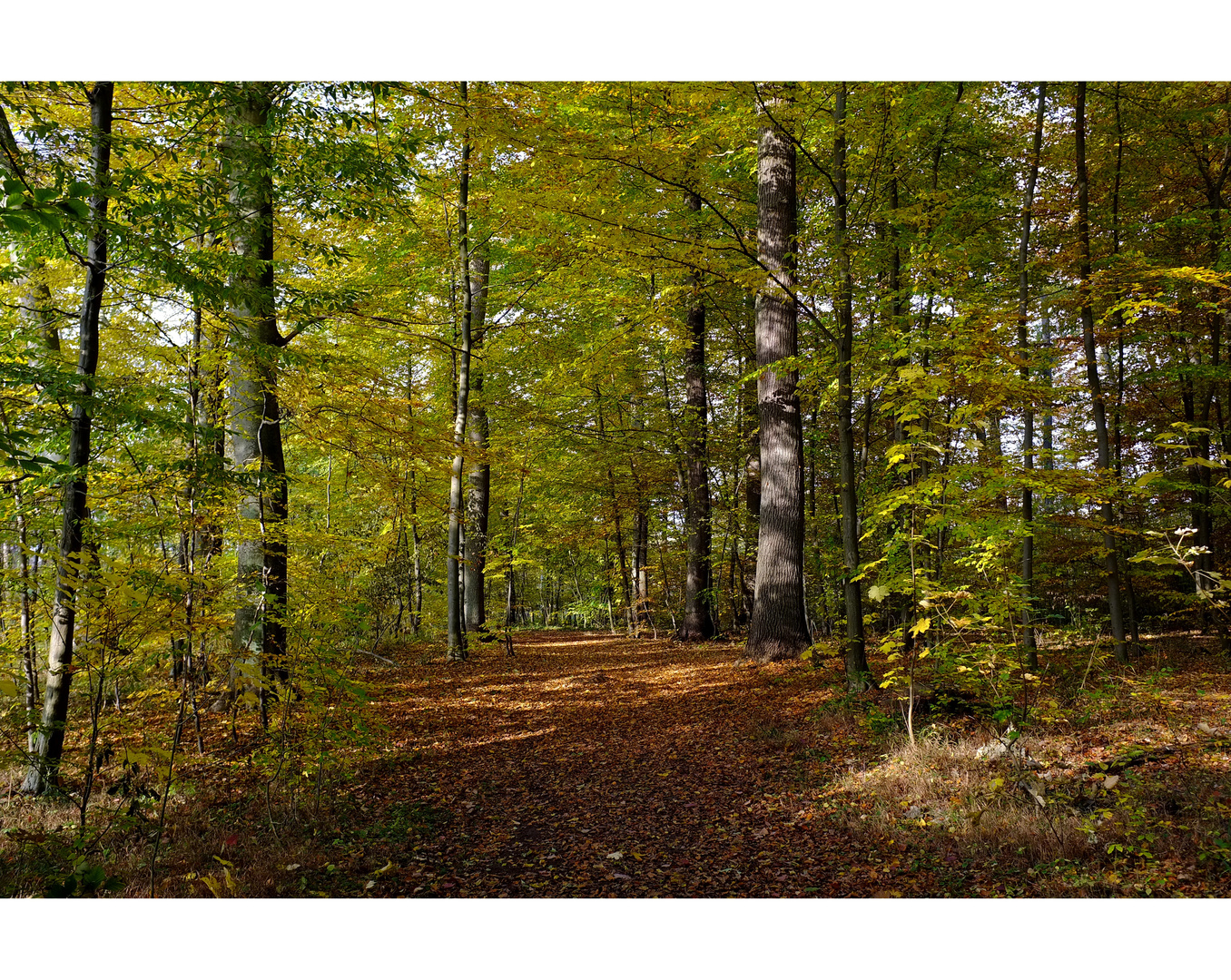 herbstwald