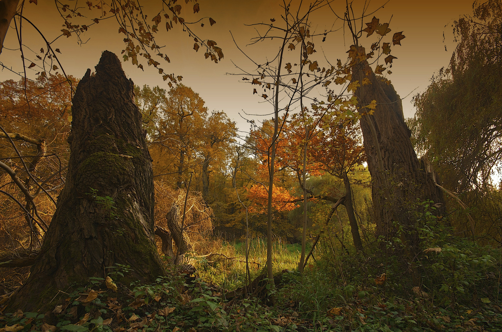 Herbstwald