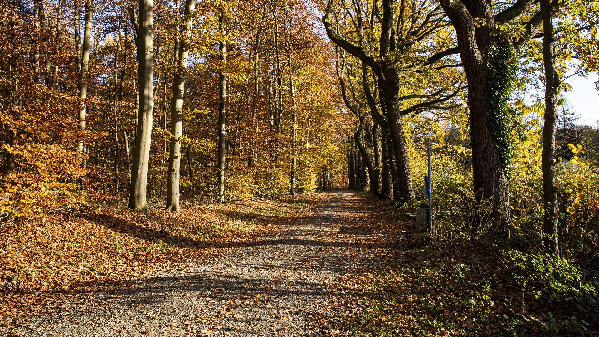 Herbstwald