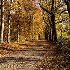 Herbstwald