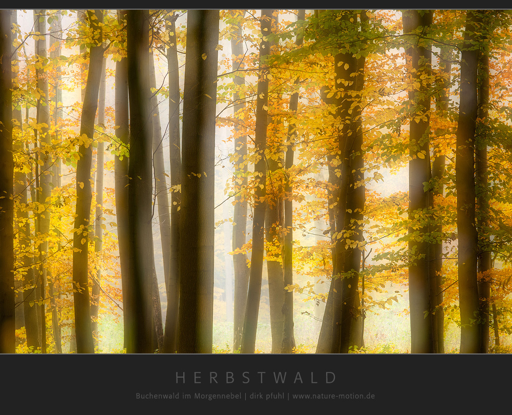 Herbstwald