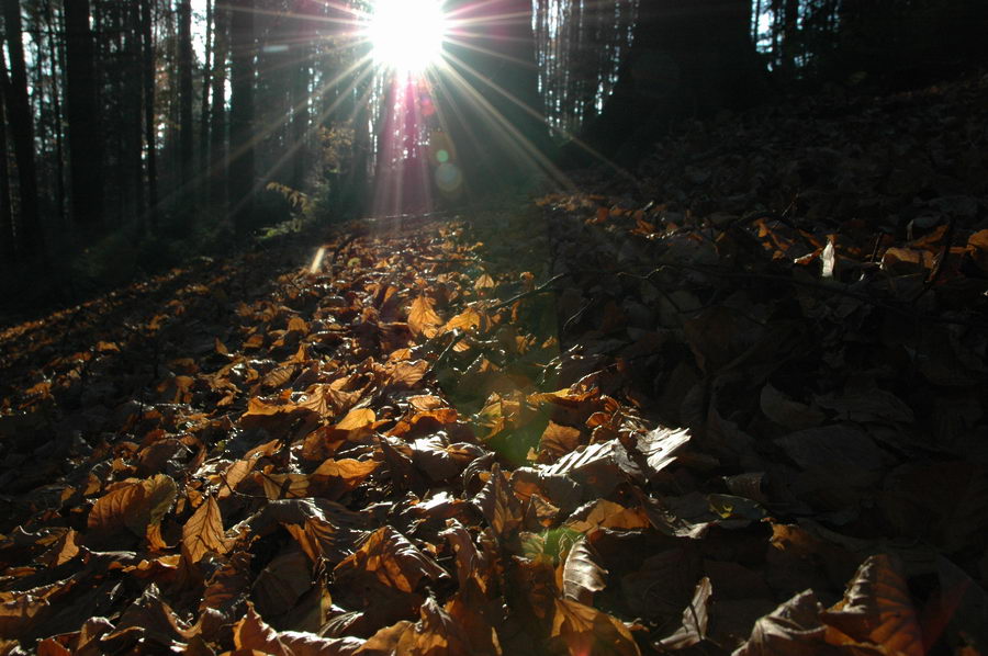 Herbstwald 1...