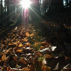 Herbstwald 1...