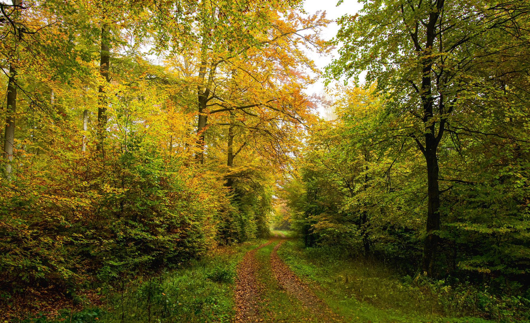 Herbstwald 1