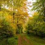 Herbstwald 1