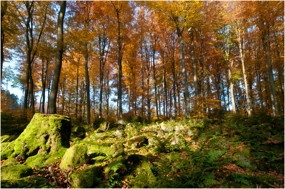 Herbstwald 1