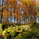 Herbstwald 1