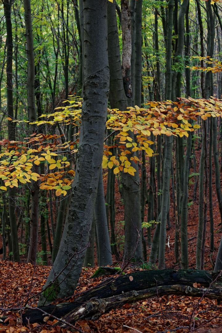 Herbstwald #1