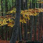 Herbstwald #1