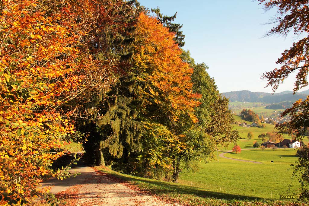 Herbstwald (1)