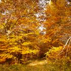 Herbstwald #1