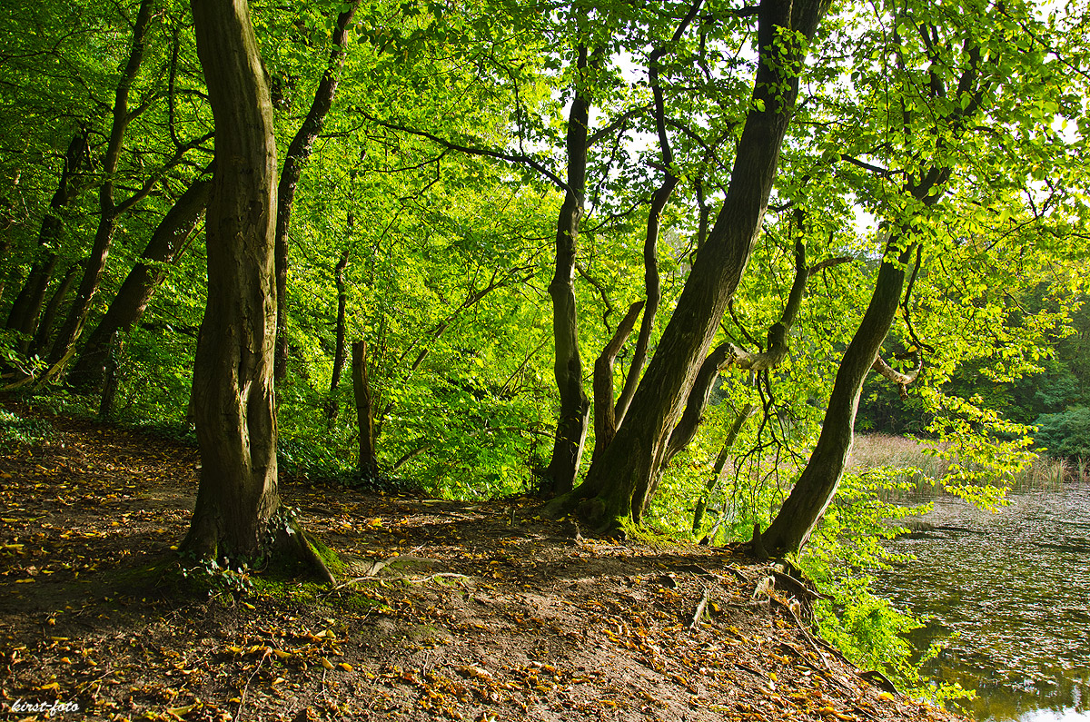 Herbstwald-1