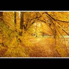 Herbstwald 1