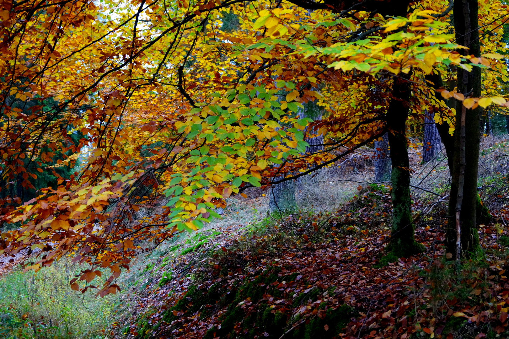 Herbstwald 1