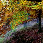 Herbstwald 1