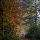 Herbstwald 1