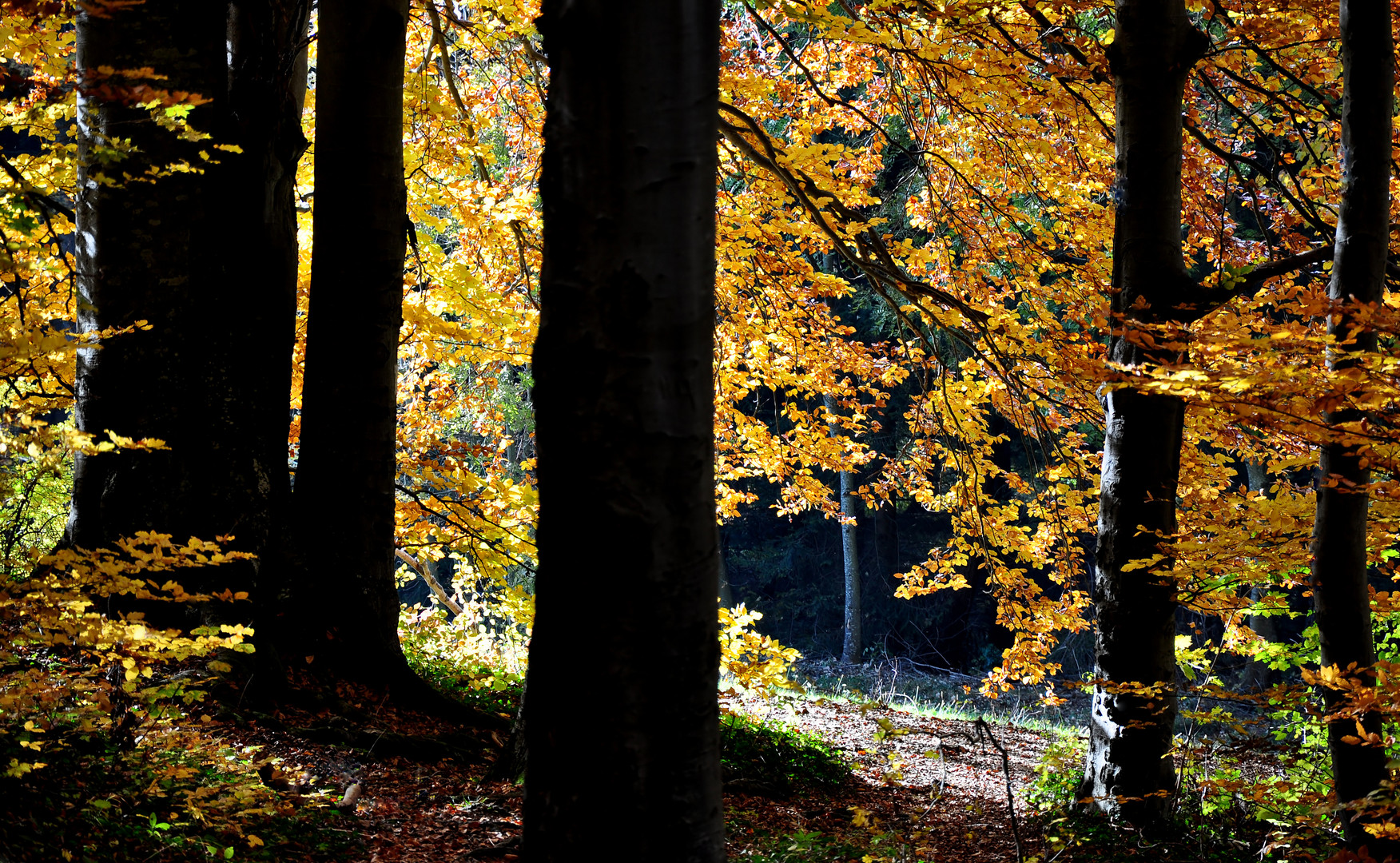 Herbstwald 1