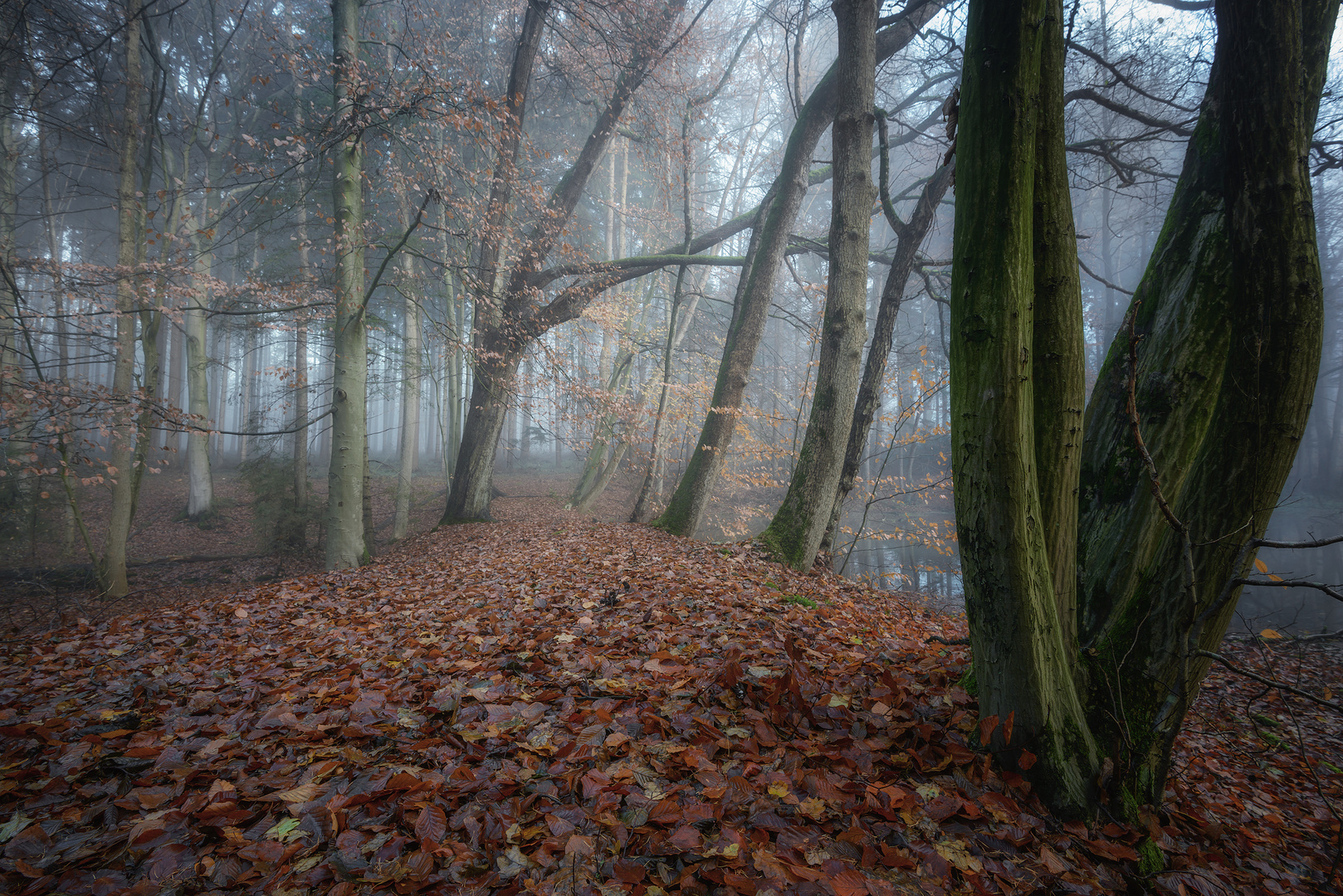 - Herbstwald 1-