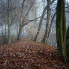 - Herbstwald 1-