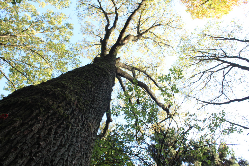 Herbstwald 1