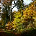 Herbstwald - 1 -