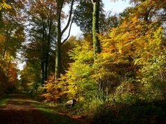 Herbstwald - 1 -