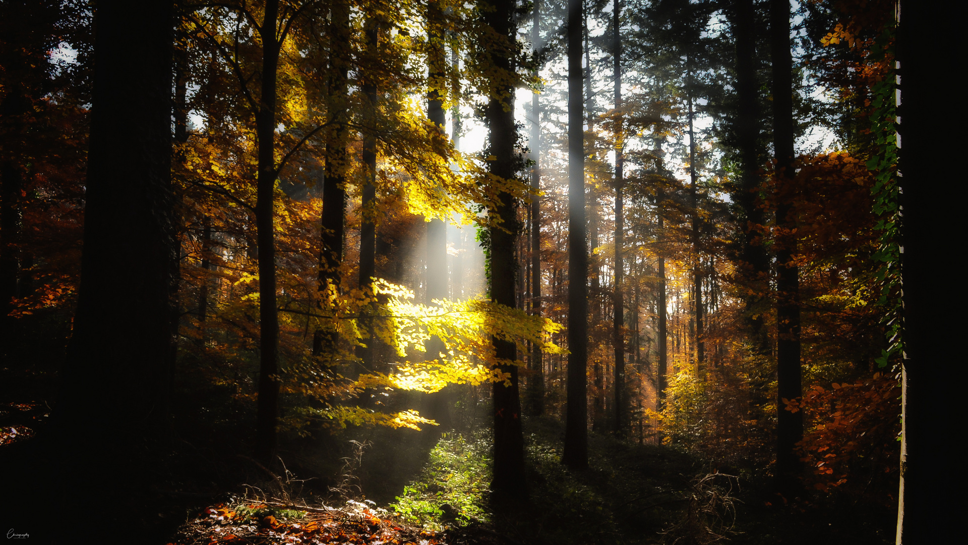 Herbstwald