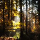 Herbstwald