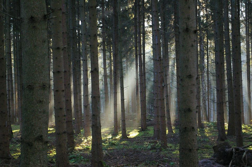 Herbstwald