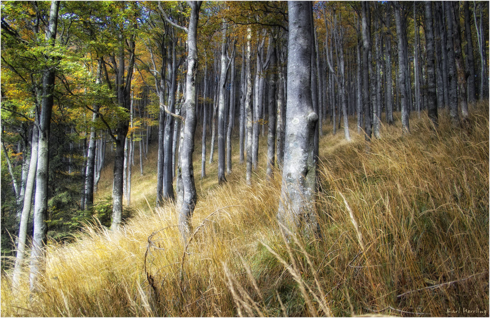 Herbstwald